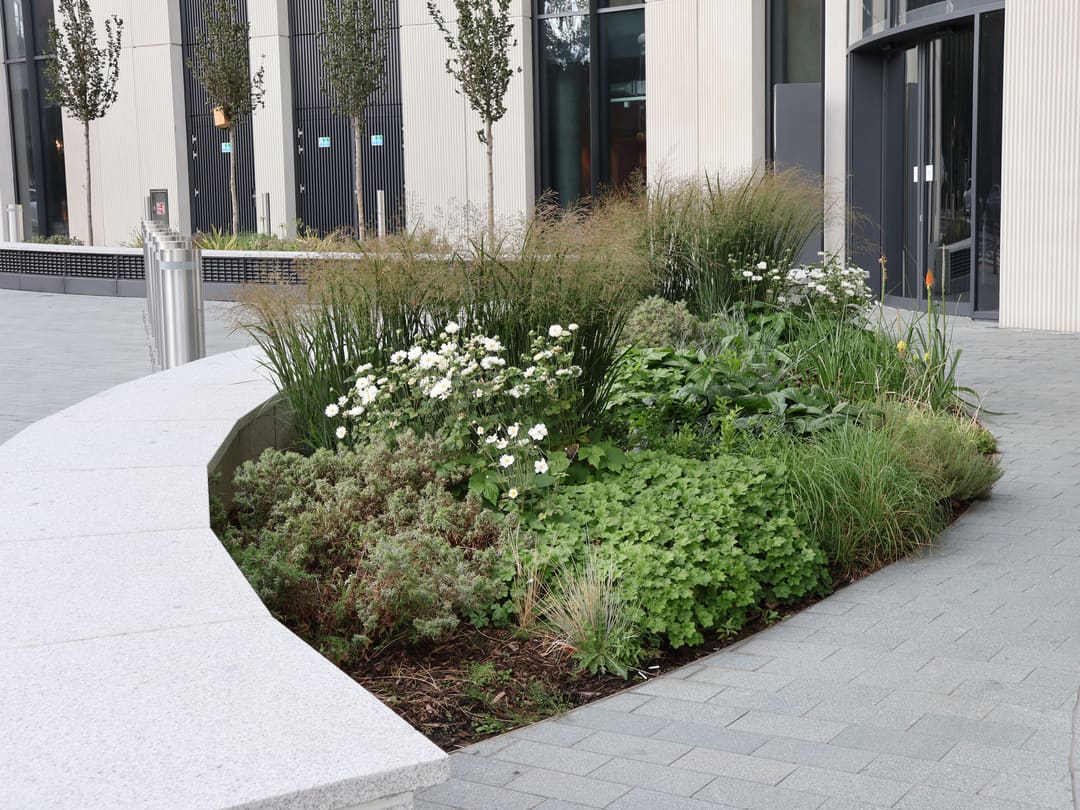 Grasses and white flowers in a planted bed beside curved pale seating at 2 Trafalgar Way.